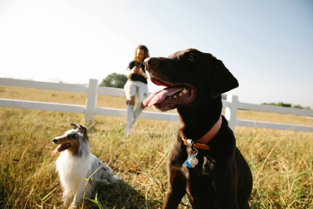 genética no comportamento canino