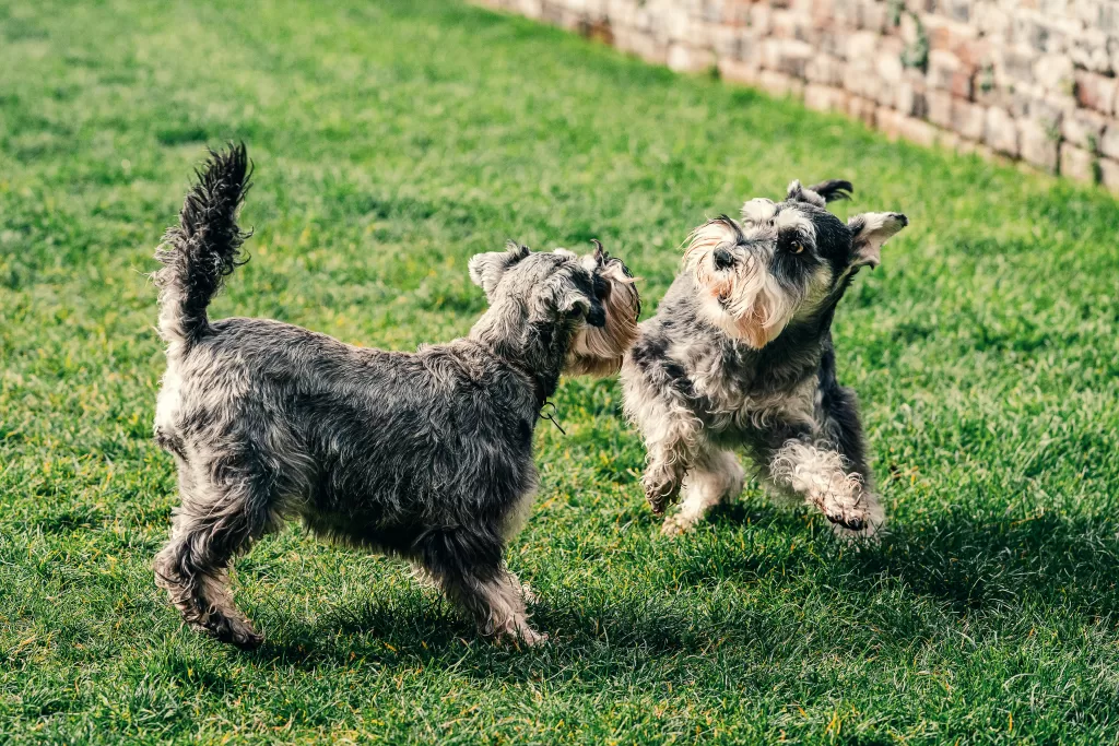 genética no comportamento canino