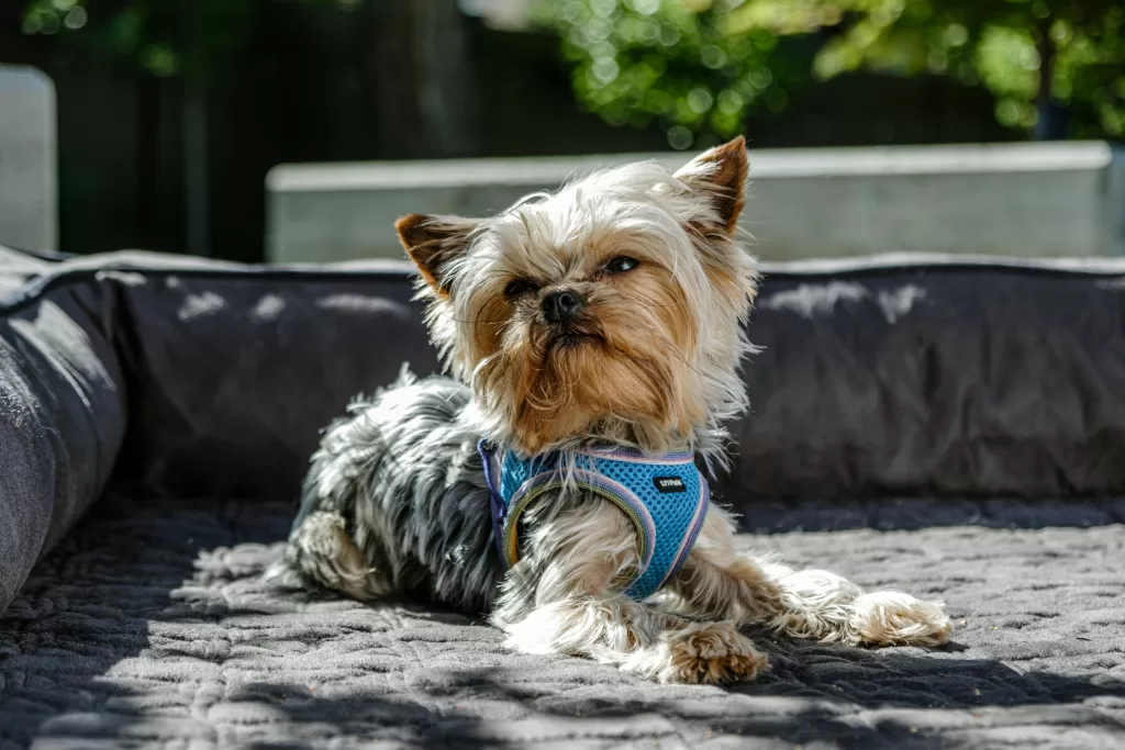 genética no comportamento canino