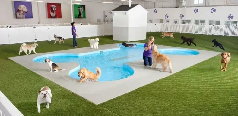 hospedagem e creche para cães