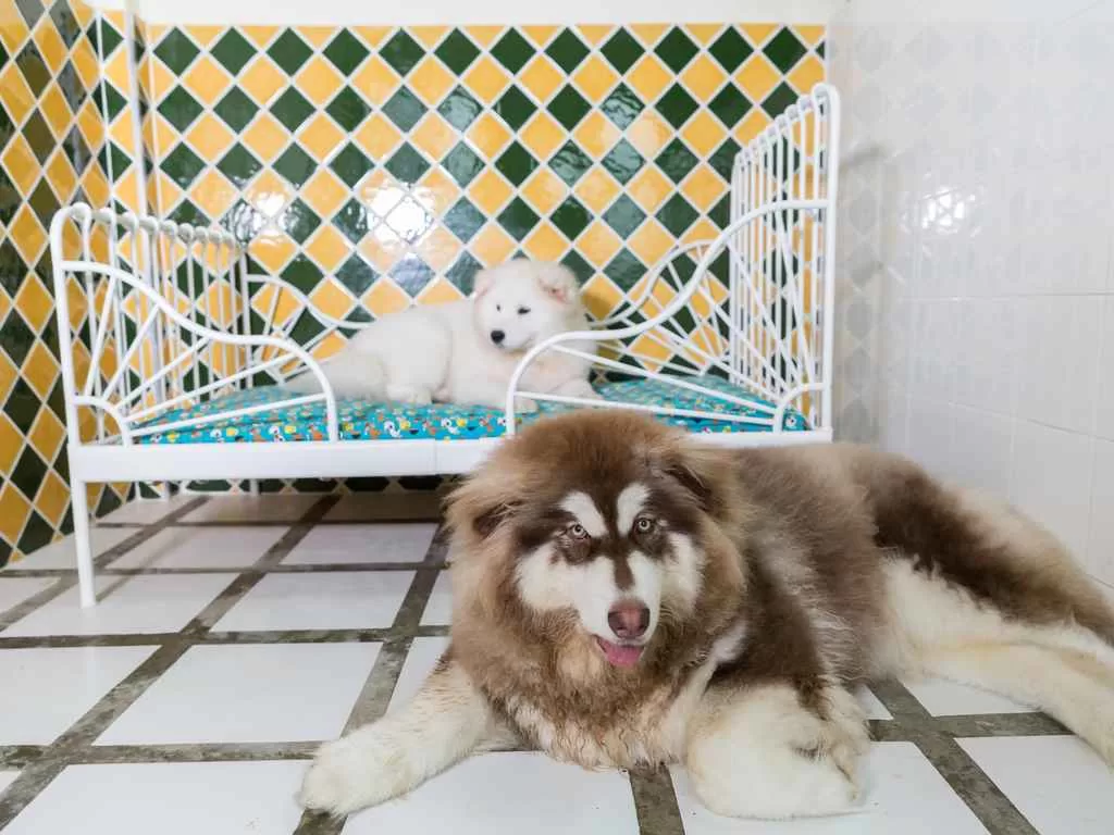 hospedagem e creche para cães