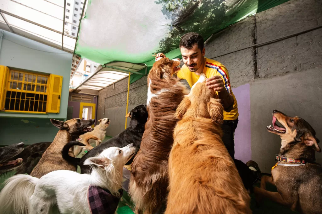 hospedagem e creche para cães
