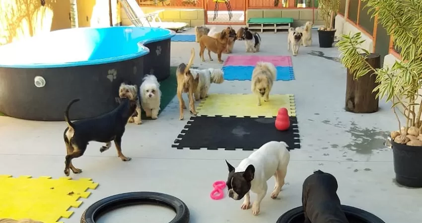 hospedagem e creche para cães